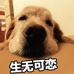 【可爱萌宠表情包|动物表情包|萌宠表情包带字图片】