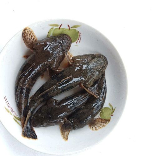 lism正宗沙塘鳢呆子鱼笋壳鱼小河生态塘鳢鱼土步鱼虎头鱼鲜活现杀