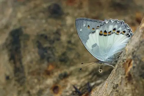 光蜡树上.白蛱蝶