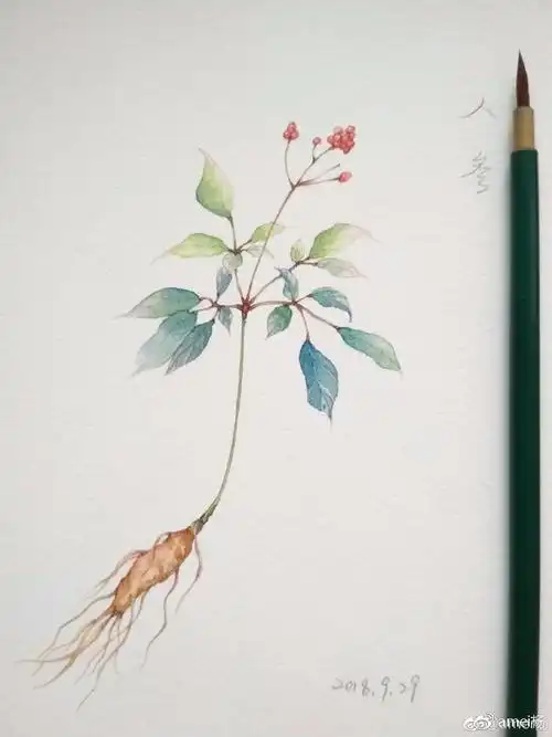 水彩古风水彩插画人参绘画过程