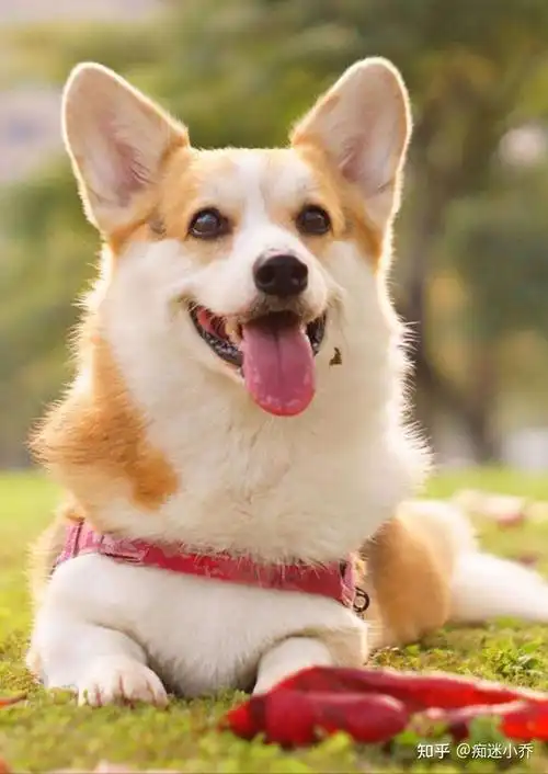狗如其名养小短腿柯基的那些趣事你知道多少