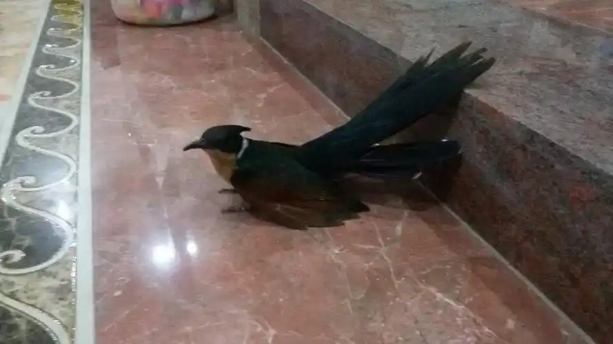 这是什么鸟?它吃什么?