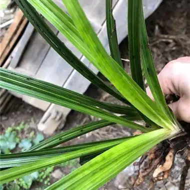 蕙兰 宽叶青花斑 品种独一无二 - 中国兰花交易网