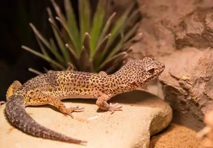 在动物园里的长尾巴的蜥蜴照片