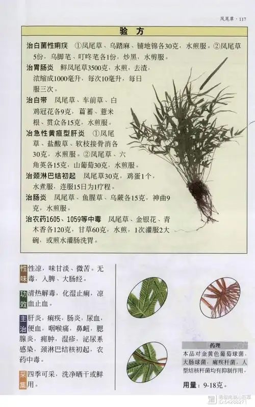 凤尾草