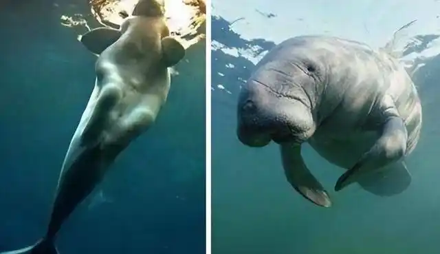 美人鱼原型儒艮在中国功能性灭绝人工繁殖会恢复种群吗