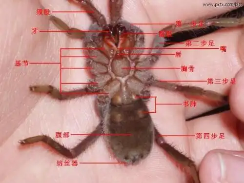 蜘蛛身体结构图