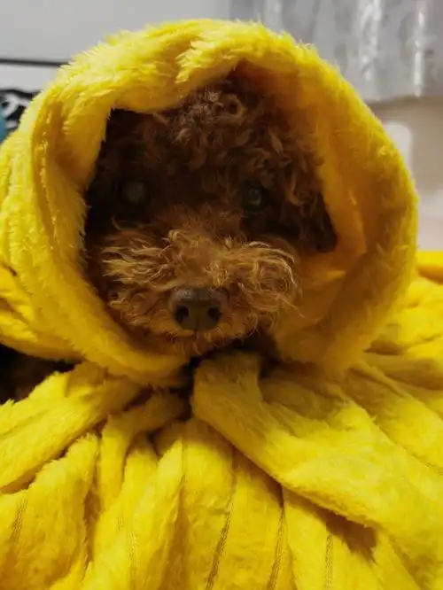 大蜜变成狼外婆啦