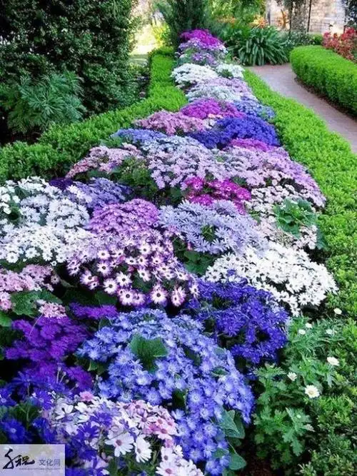 摄影第二十二期 | 春节过后,慢慢迎来一路繁花似锦,美炸了