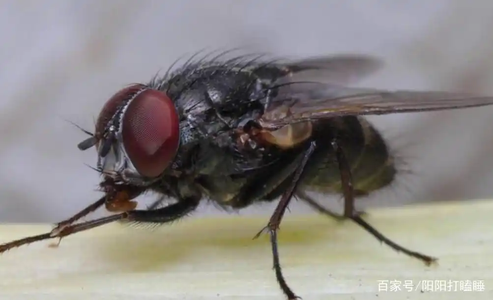 苍蝇寿命最长是多长?苍蝇的繁衍习性是什么?