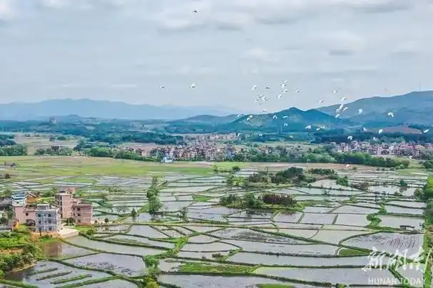 4月10日,蓝山县塔峰镇永胜村,鹭鸟在乡野间飞舞,觅食,与青山,田野