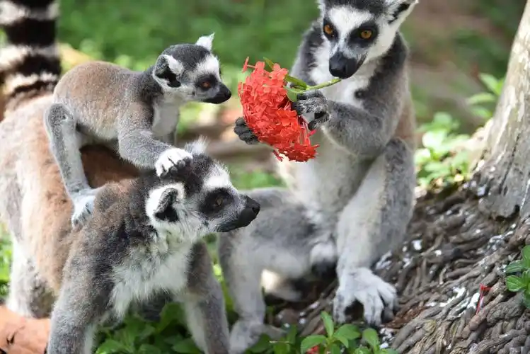 深圳野生动物园里的母亲节_曹爱菊