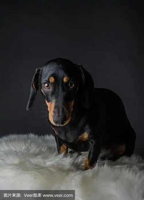 可爱的腊肠狗肖像与黑色的背景