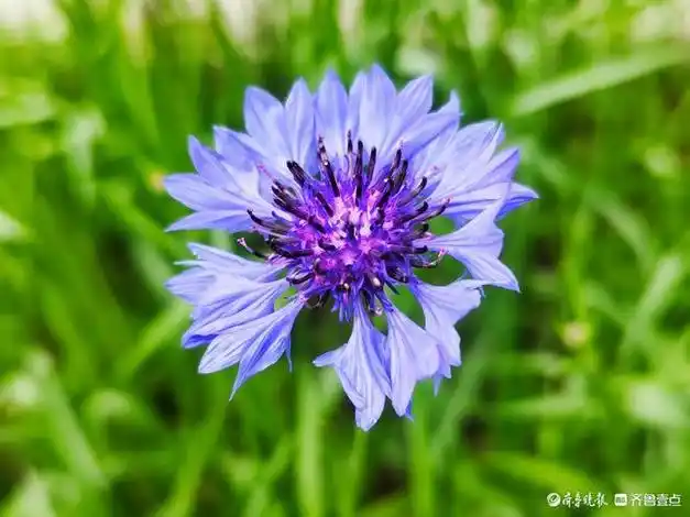 紫矢车菊高贵而神秘