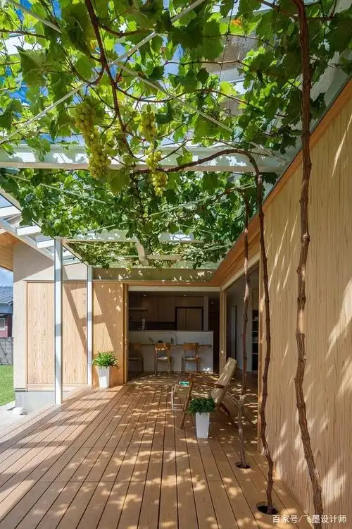 羡慕邻居家,院子里搭个葡萄架,坐在下面一串接一串吃,还能纳凉