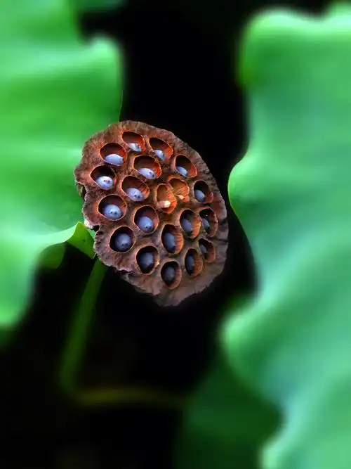 叶茎开屏无限美,莲蓬枯萎更雍蓉,自出污泥而不染,濯高清涟不妖孽