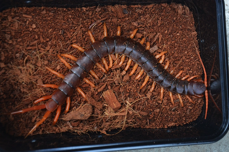 精品越南巨人蜈蚣全长18-20cm大个体 亚洲超大宠物蜈蚣 包全品 残品橙