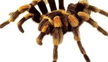 世界最大的蜘蛛格莱斯捕鸟蛛长038米重135克