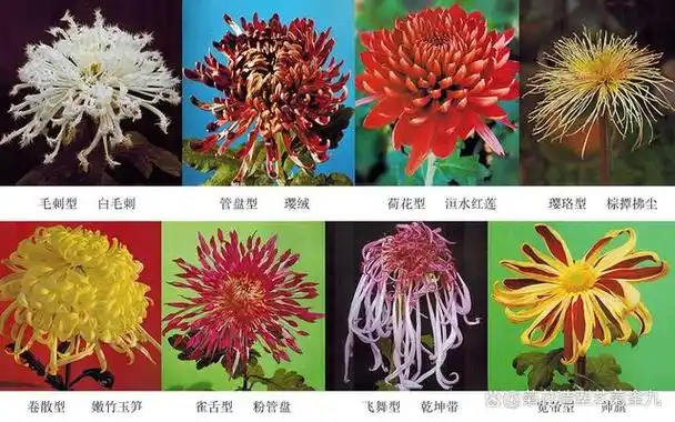 浅谈开封菊花品种资源多样性(开封菊花种植批发基地-菊花造型艺菊金九