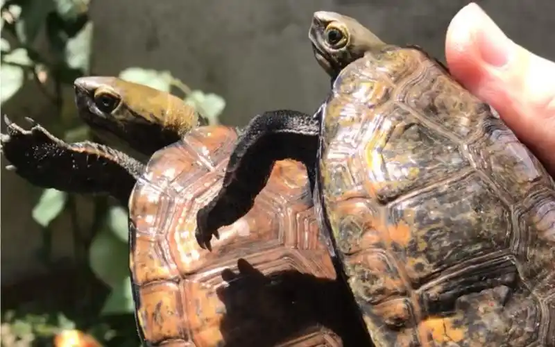 开春首秀1日本石龟公母橘色和黄色