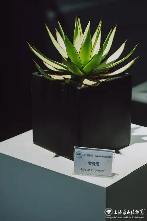 80种精品龙舌兰集中亮相!辰山植物园"龙行在野"龙舌兰个体展开展