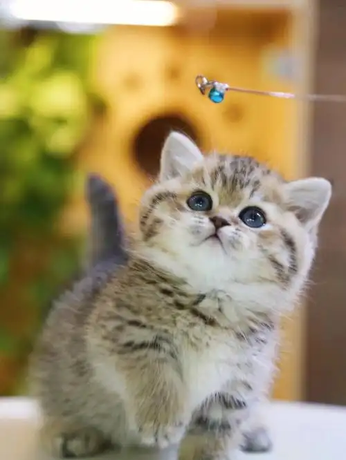 底盘超低的曼基康矮脚虎斑金渐层