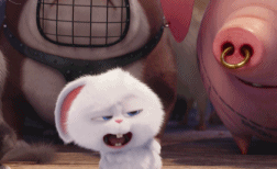 爱宠大机密:送你一波兔子的表情包(一)