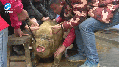 杀猪凳上年猪杀好了就开始烫毛刮毛啦杂乱的猪毛全部刮掉就露出红润