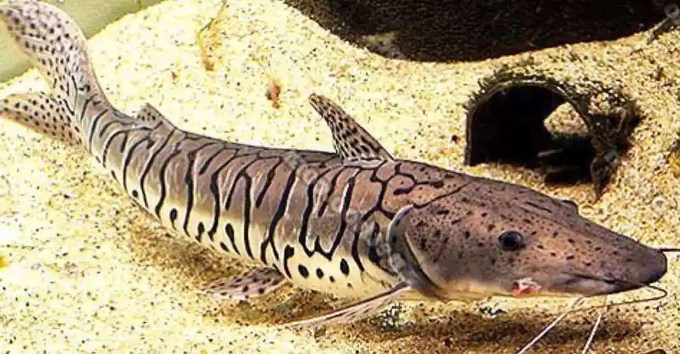 鸭嘴鱼的鸭嘴可以吃吗,鸭嘴鲟鱼和鸭嘴鱼是一样的吗