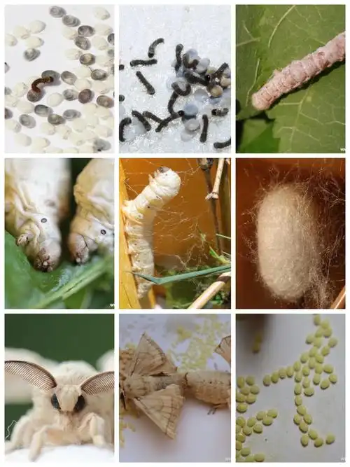 写美篇蚕宝宝的生命周期:49~56天 蚕宝宝一生的蜕皮次数:6次,幼虫时期