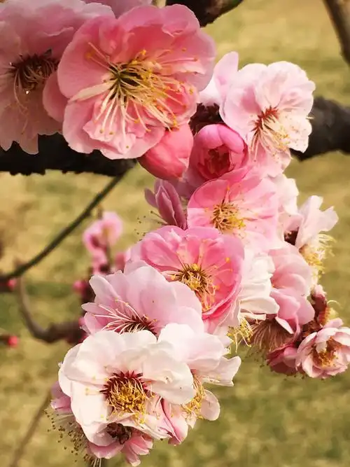 走过繁花似锦的季节