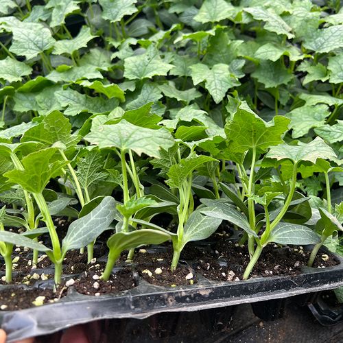 丝瓜苗蔬菜苗高产四季春季长香幼苗冬瓜南瓜家庭园艺种子