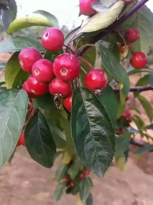 北美海棠果实篇