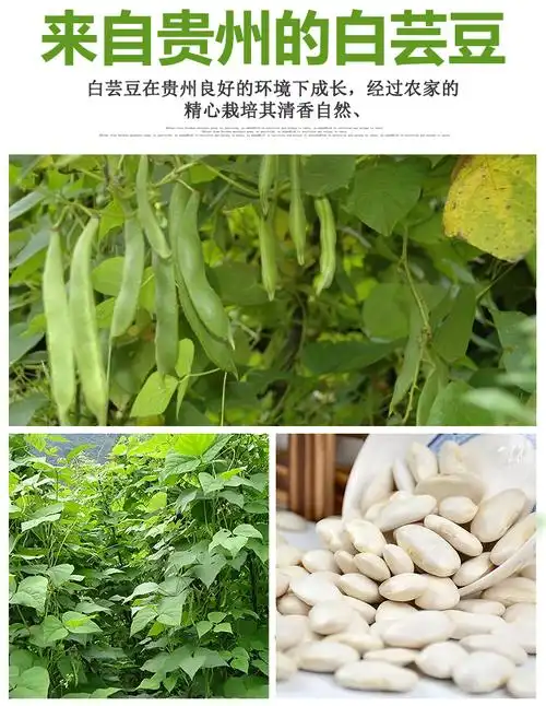 20年贵州特产白芸豆3斤大白腰豆白豆五谷杂粮扁腰