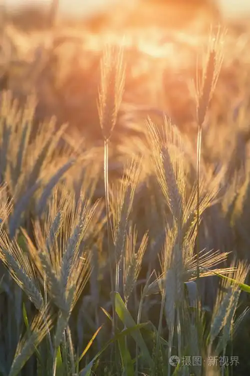 阳光下的麦穗. 阳光透过成熟的小麦照耀.