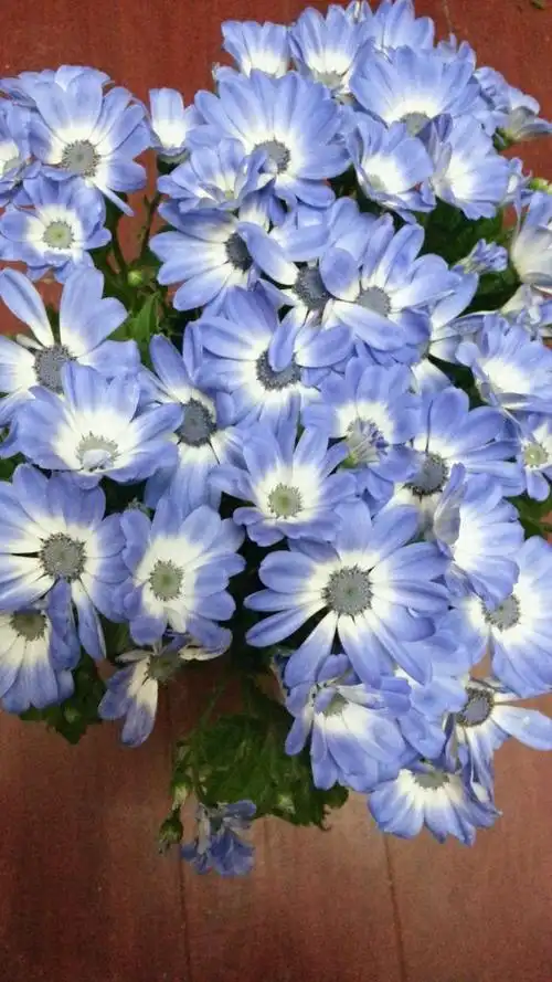 刚拍了下我的一盆瓜叶菊,题主你看这个怎么样?