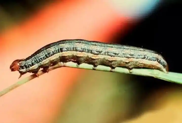 高温多雨天气是暴发主因每年3,4 月间,玉米粘虫成虫开始由长江以南迁