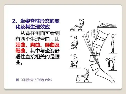 不同姿势下的腰曲弧线