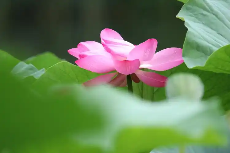 夏日的荷花美的醉人,时而沐浴着阳光,时而细雨拍打,花开时灿烂无比