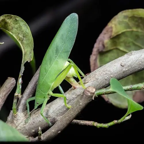 一组螽斯(包含几个不同的品种)