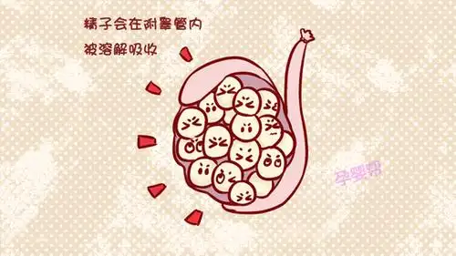 男人结扎后精子会把睾丸撑破不会的