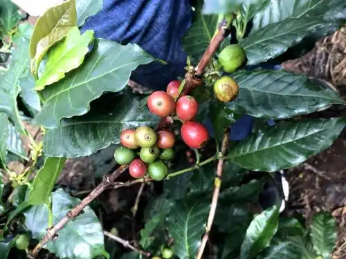 难忘的非洲之旅～咖啡园