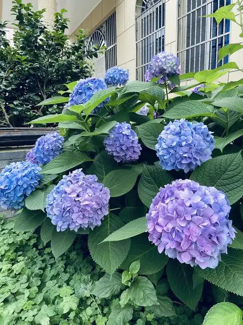 院子里的绣球花大部分是4年前扦插或者买了搬种的,一年比一年开得大.