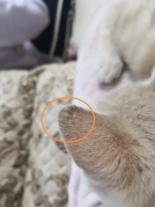 【讨论】请教大家猫耳朵上这是什么?猫癣吗?