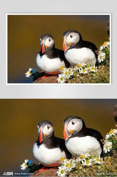 两只鸟动物形态摄影图素材