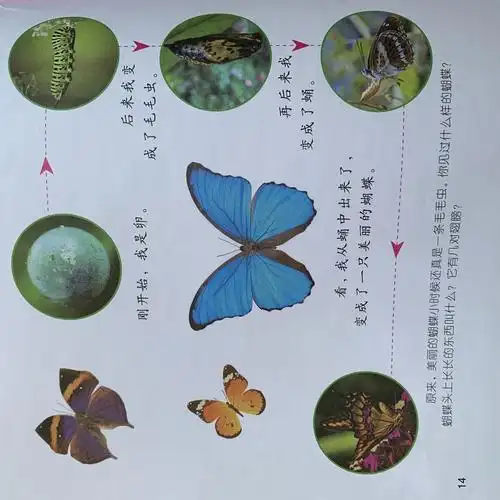 教育建议:家长有机会带幼儿到户外时,引导幼儿观察毛毛虫的行动方式和