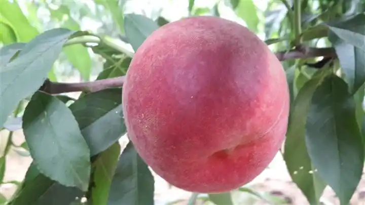 昌黎县东林苗木基地供应优质中桃红玉桃树苗