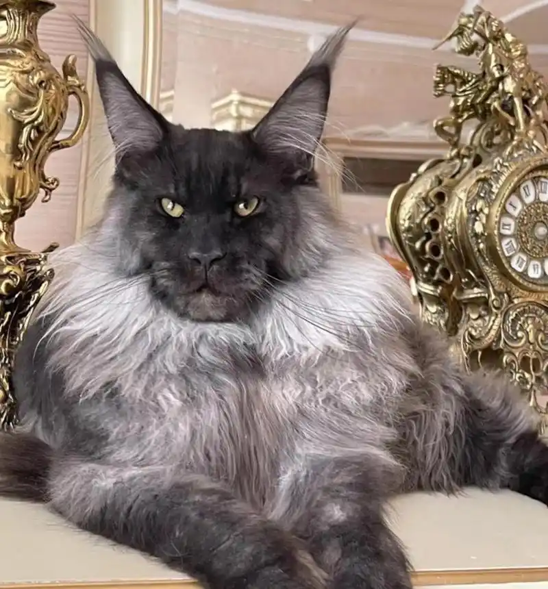 缅因猫真的是特别的高冷霸气.