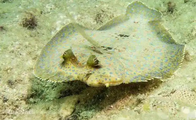 海洋科普1525比目鱼的游泳方式