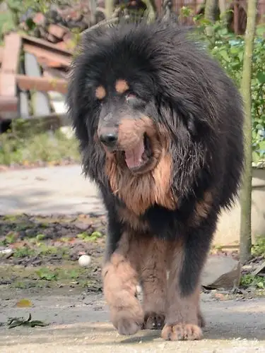 一品红藏獒 獒行天下震四方,神犬威风惊八面!